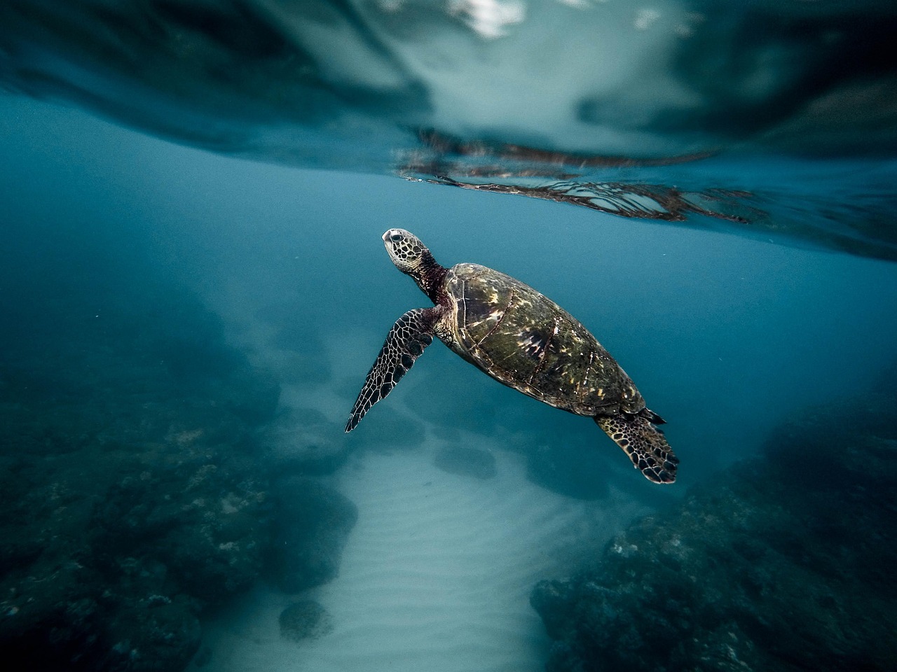 Invasive marine algae in the Mediterranean was misidentified for decades
