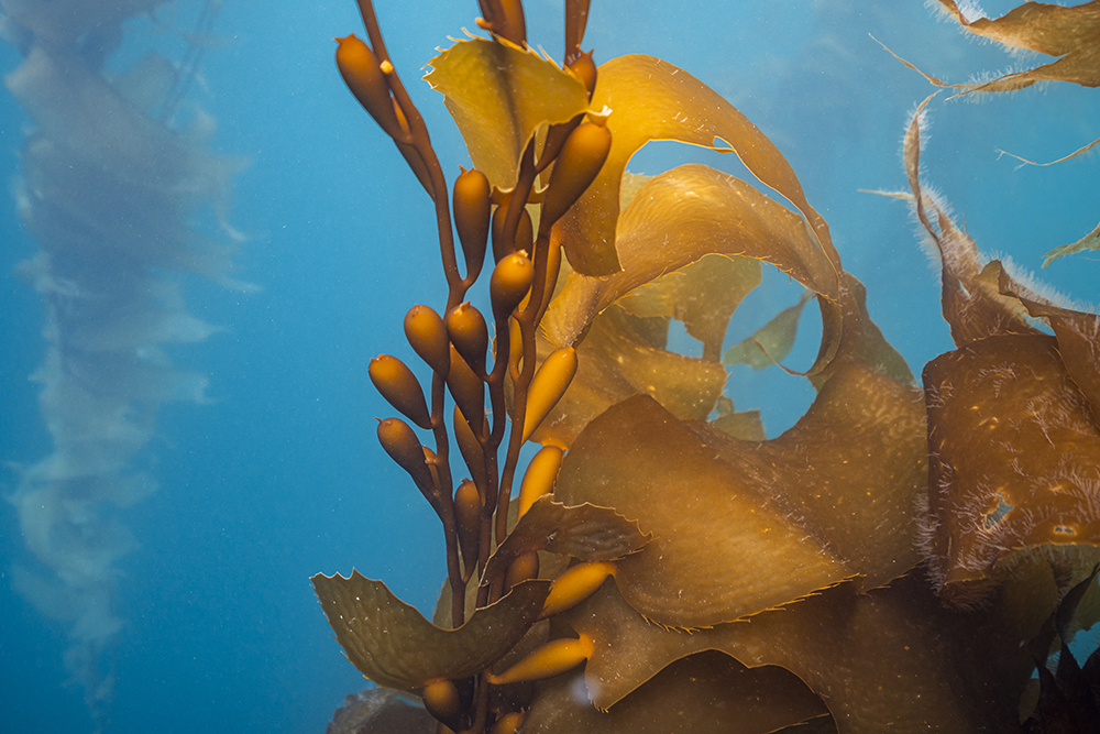 MOZAIEK: a tiled approach to a bigger ocean picture