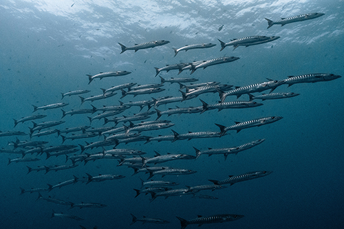 13th session of the OBIS Steering Group - New strategic orientations to face a rapidly changing marine context