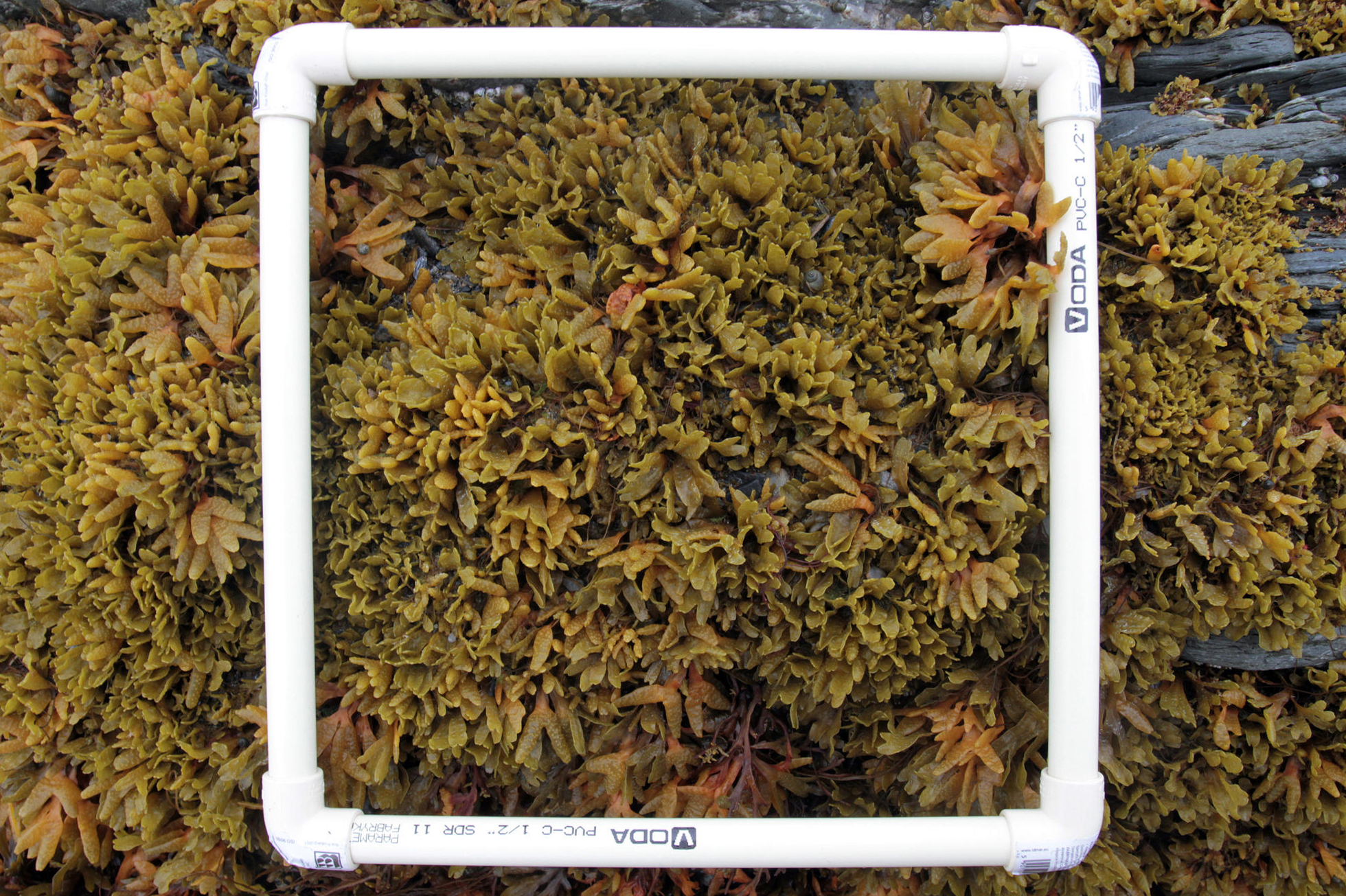 Collection of binding and encrusting organisms from the hard substrate of a rocky shore on Davidsonpynten, Svalbard, August 2018. Photo: IO PAN