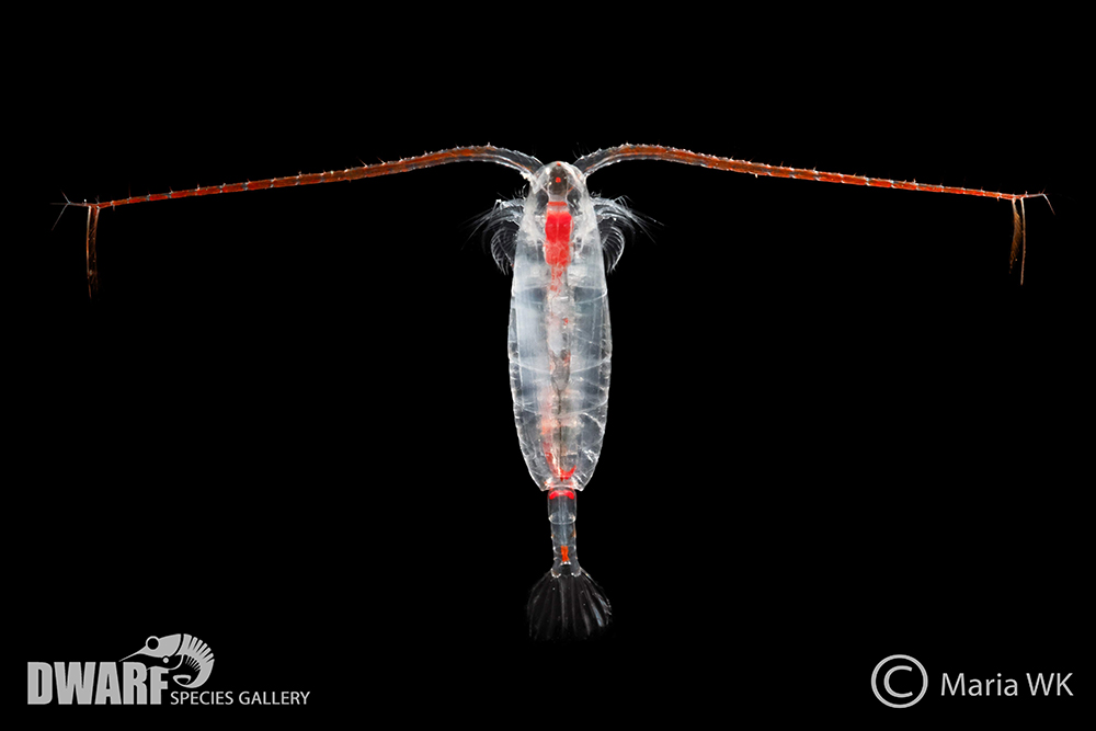 Photo of a Calanus hyperboreus (Goës, 1866) specimen, part of the DWARF Species gallery. DWARF is a research project investigating whether rising temperatures are causing Arctic animals to become smaller and what this could mean for ecosystems. Photo: Maria WK / DWARF project / IO PAN