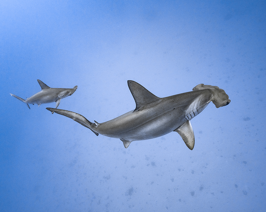 A Digital Foundation for the BBNJ Agreement - Potential contributions of OBIS to the implementation of the High Seas Treaty