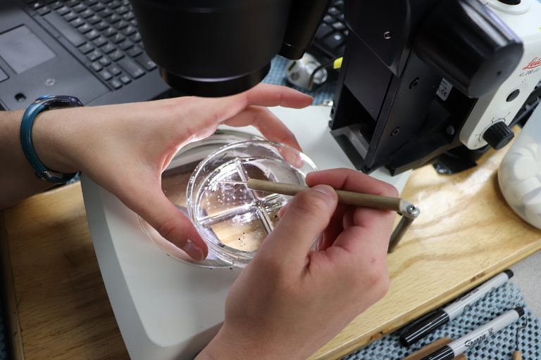 A researcher sorting a sample collected from the Continuous Underway Fish Egg Sampler (CUFES). CUFES samples are collected during transits between CalCOFI stations to see which fish species are spawning throughout the CalCOFI survey pattern. Photo: NOAA Fisheries / Angela Klemmedson