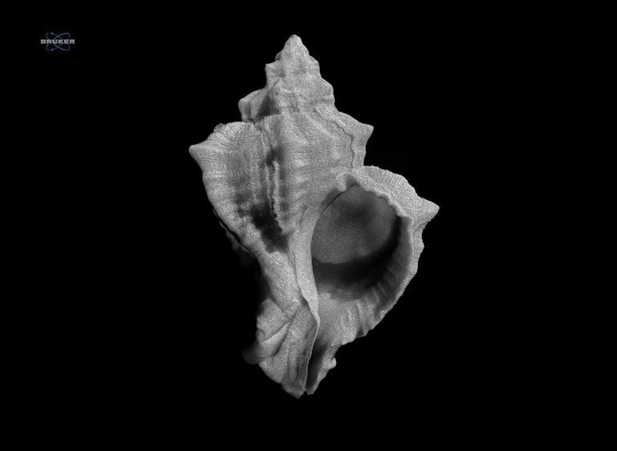 Every dataset has a story - MedOBIS publishes its first micro-Computed Tomography Morphological dataset