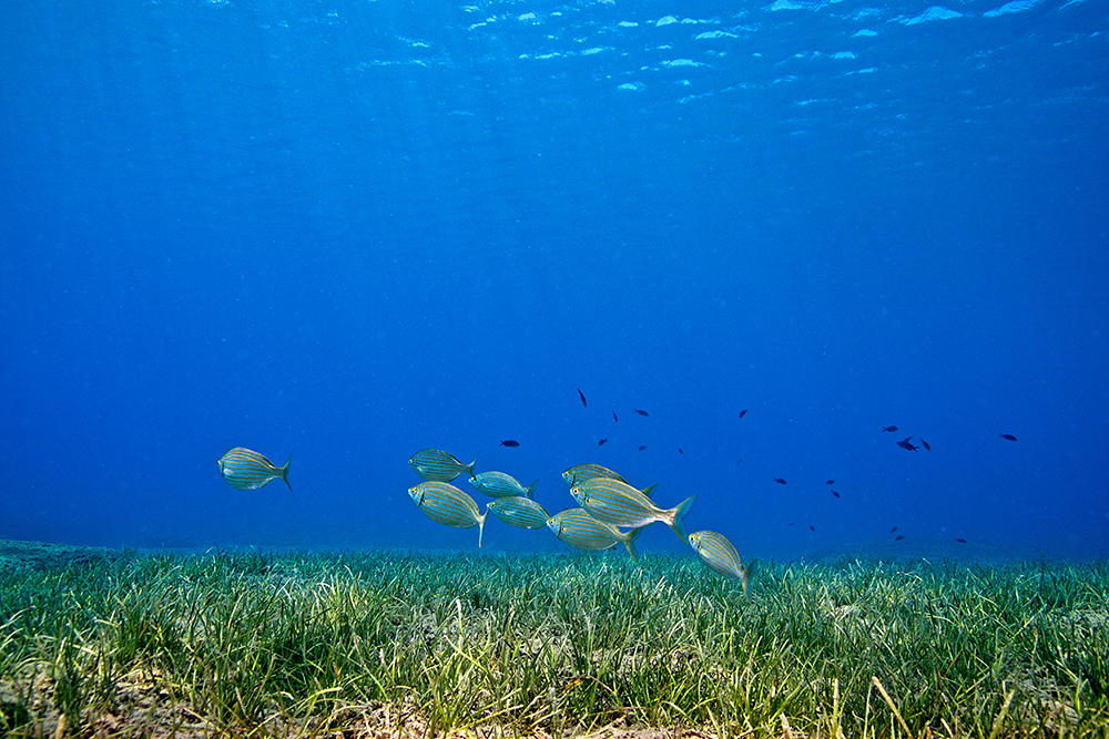 OBIS-GOOS Collaboration on EOVs - Establishing an operational global framework for seagrass monitoring and reporting