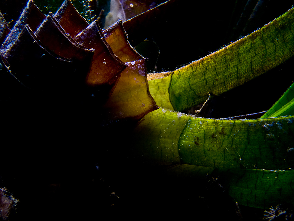 Close up of a Posidonia oceanica rhizome. Photo: Dimitris Poursanidis