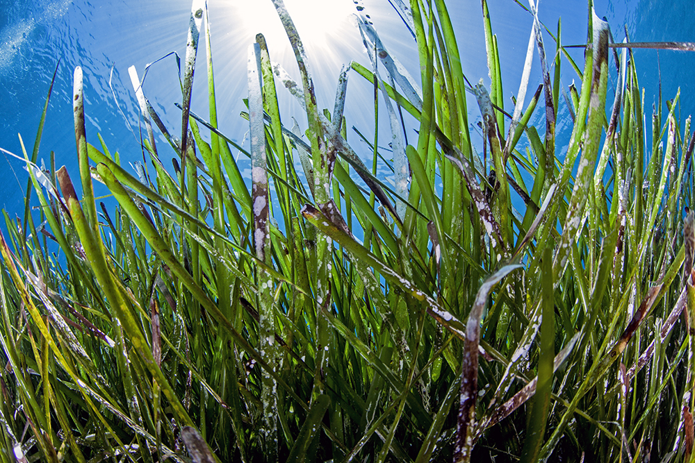 Seafloor view of a seaieass meadow in Greece. Photo: Dimitris Poursanidis